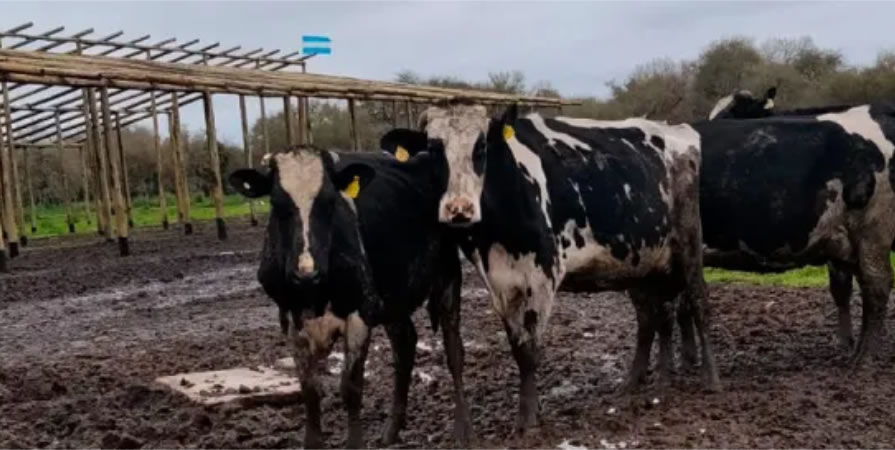 La lluvia y el frío golpearon a la producción ganadera en Entre Ríos