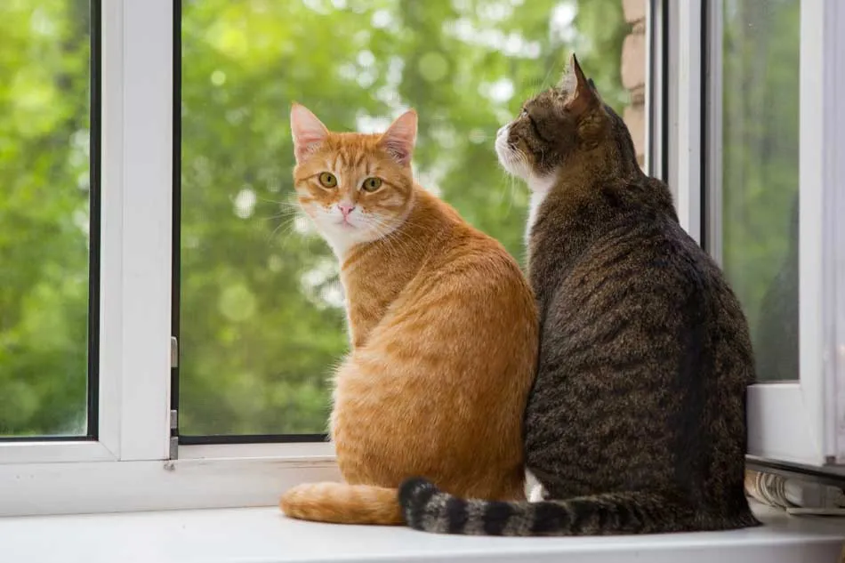 Día Internacional del Gato