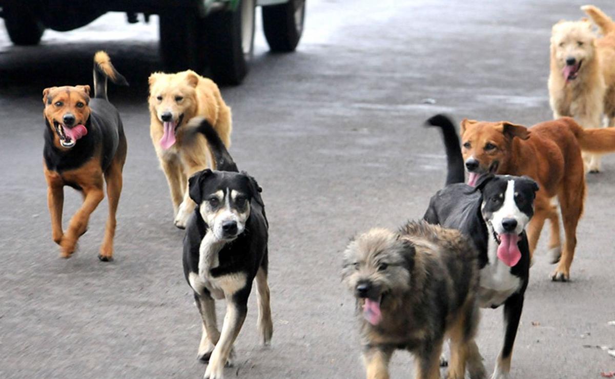 Lanzan una aplicación para encontrar perros perdidos de manera colaborativa