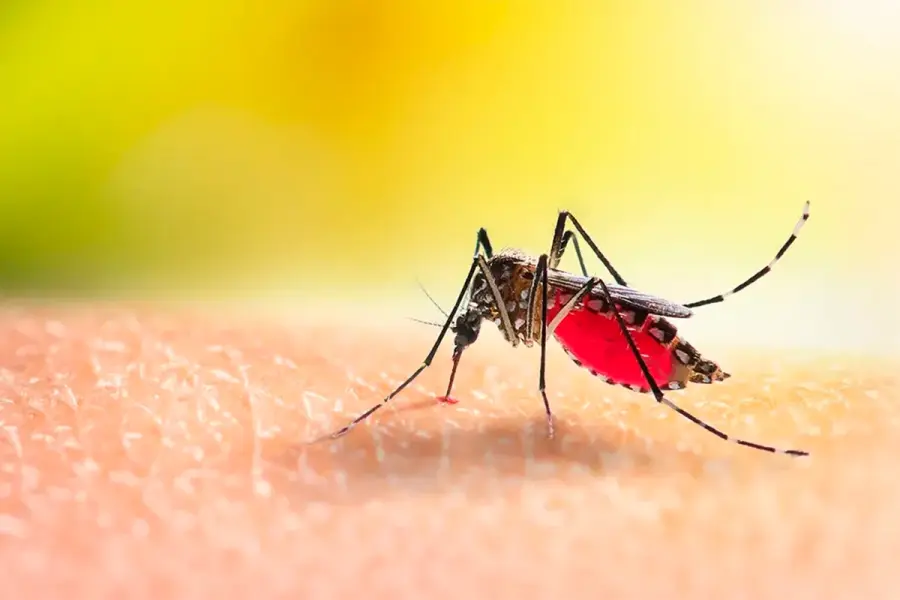 El Conicet desarrolla en Rosario un test rápido y económico para detectar el dengue