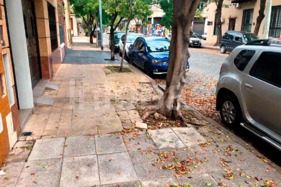 Jubilada cayó en una vereda rota por raíces y recibirá $8,6 millones