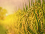 images (13)