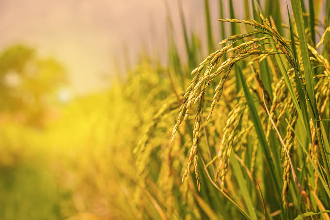 Concordia será sede de la 37ª Jornada Técnica Nacional del Cultivo de Arroz