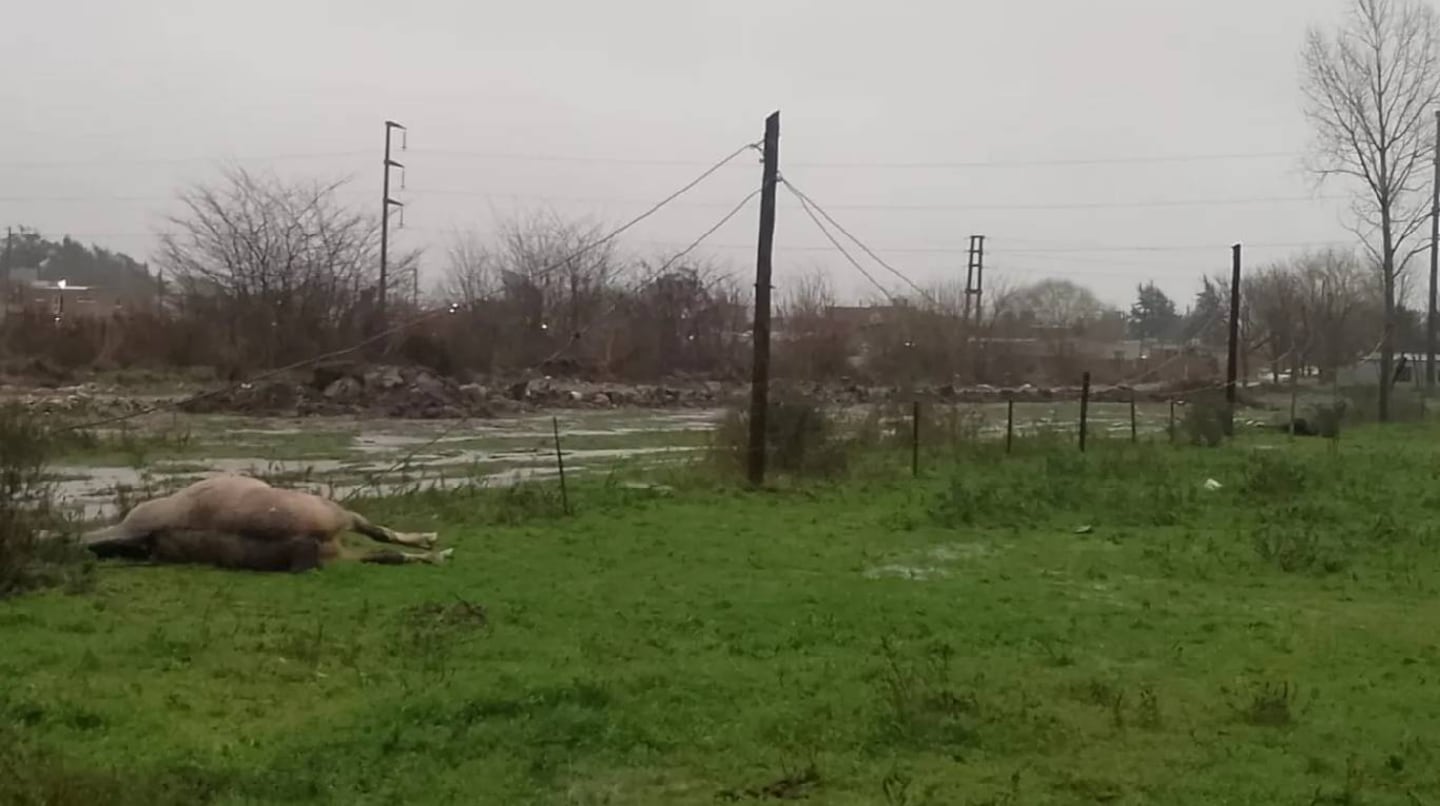Un jinete y su caballo murieron electrocutados en Melchor Romero