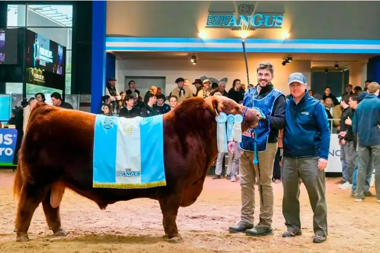 Se vendió el 50% de un toro Angus por un precio récord de $300 millones