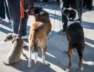 perro-castraciones-parana