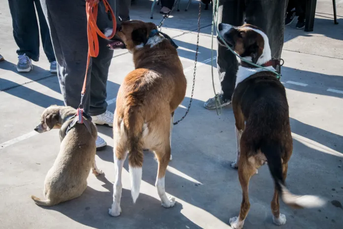 Castraciones a costo mínimo: una nueva jornada para perros y gatos en Concordia
