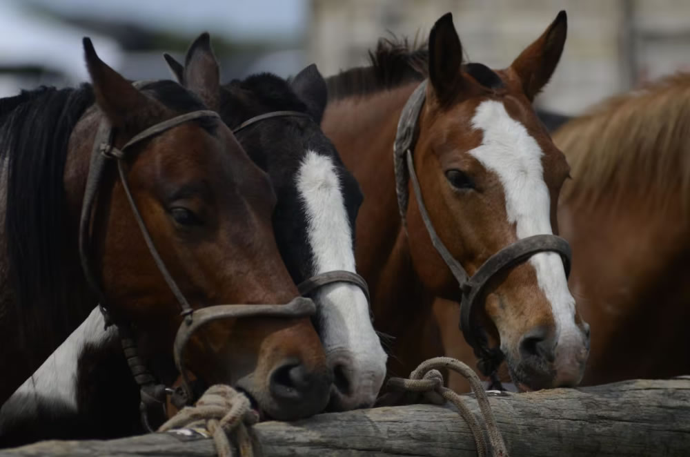 Exigirán que todos los caballos del país estén identificados con microchips