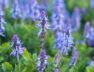 la-coleus-caninus-emana-un-aroma-similar-al-limon-foto-adobe-stock-2OXRXBHKSFARDBG4OMGYBGYNQ4