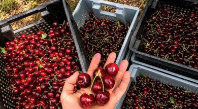 las-cerezas-de-los-antiguos-ahora-llegaran-al-NHRCGEUHVVELDKEO4M7HCSAUTM