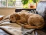 los-veterinarios-coinciden-que-un-perro-duerma-todo-el-dia-no-significa-que-este-tranquilo-sino-que-puede-ser-senal-de-ansiedad-foto-imagen-generada-con-ia-gemini-KO7MOWKWLZEHZLFBVQ4JR77ESQ
