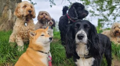 a-partir-de-ahora-los-animales-deberan-estar-QYWHGACTFRAHXFALCHHR33GJVA