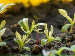 close-up-pequenas-plantas-organicas_23-2148488558