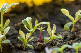 close-up-pequenas-plantas-organicas_23-2148488558