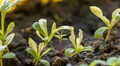 close-up-pequenas-plantas-organicas_23-2148488558