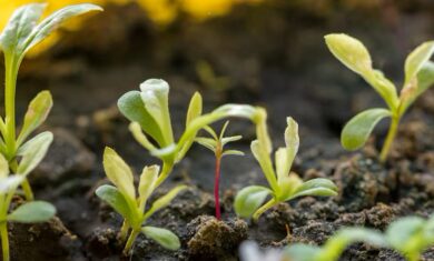 close-up-pequenas-plantas-organicas_23-2148488558