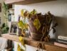 como-saber-si-una-planta-todavia-puede-recuperarse-foto-imagen-generada-con-ia-gemini-2SRWRHCOJRH4XFE3JRIQVY6OFI