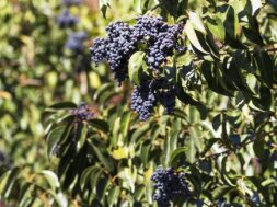 el-siempre-verde-es-una-de-las-plantas-exoticas-invasoras-mas-caracteristicas-en-el-valle-de-punilla-en-cordoba-foto-subsecretaria-de-ambiente-de-la-nacion-LM7PTVUK75GBHGYEJGSXJ3OKR4