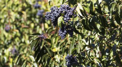 el-siempre-verde-es-una-de-las-plantas-exoticas-invasoras-mas-caracteristicas-en-el-valle-de-punilla-en-cordoba-foto-subsecretaria-de-ambiente-de-la-nacion-LM7PTVUK75GBHGYEJGSXJ3OKR4