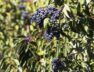 el-siempre-verde-es-una-de-las-plantas-exoticas-invasoras-mas-caracteristicas-en-el-valle-de-punilla-en-cordoba-foto-subsecretaria-de-ambiente-de-la-nacion-LM7PTVUK75GBHGYEJGSXJ3OKR4