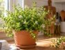 el-tomillo-limon-se-puede-cultivar-en-una-maceta-dentro-de-casa-siempre-que-reciba-suficiente-luz-natural-imagen-ilustrativa-creada-con-ia-Z2M47FSNJRFIRAMNXOPUUYPCXY