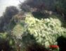 las-estructuras-de-concreto-se-sumergen-en-zonas-autorizadas-y-estan-disenadas-para-favorecer-el-desarrollo-de-vida-marina-foto-eternal-reefs-L7P3RVFP4ZA5XLHQQCQJW4E2JA